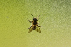 bee01