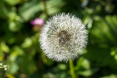 dandelion01