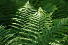 fern01