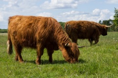 highlandcattle03