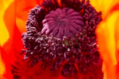 papaver02