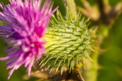 thistle01